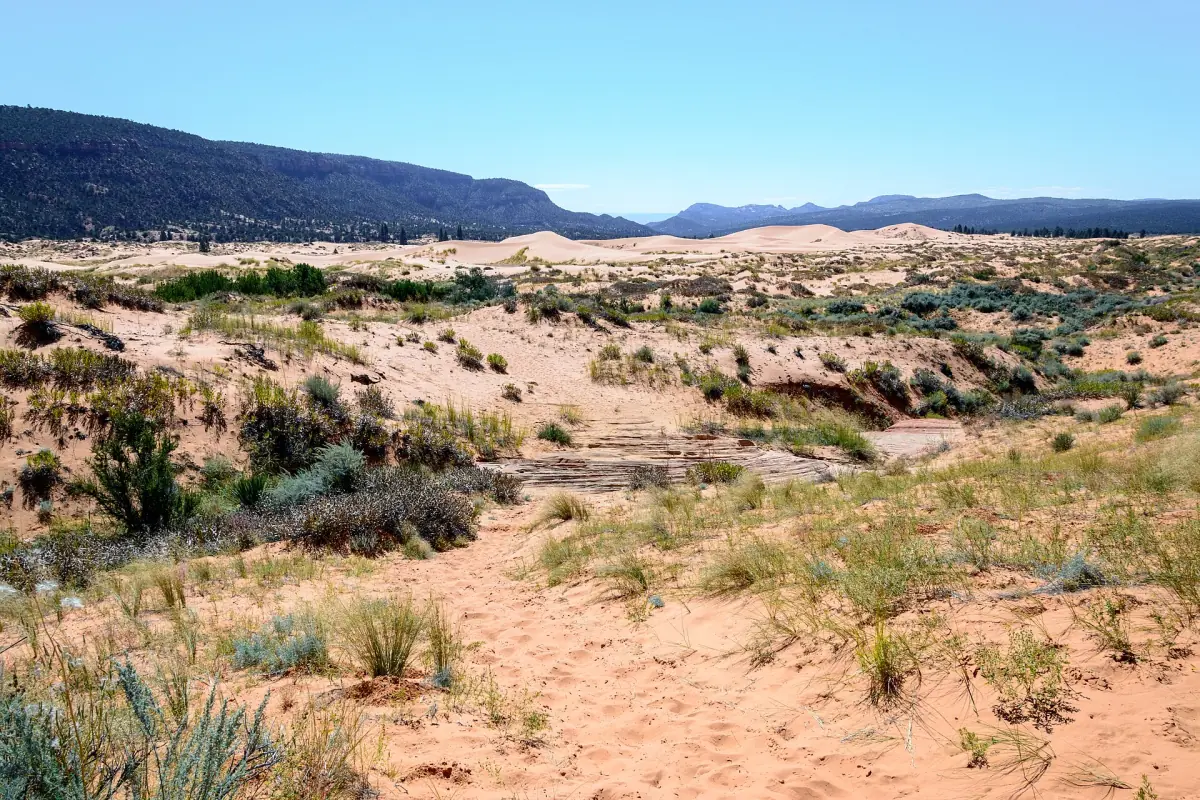 Sand and shrubs at Coral Pink Sand Dunes