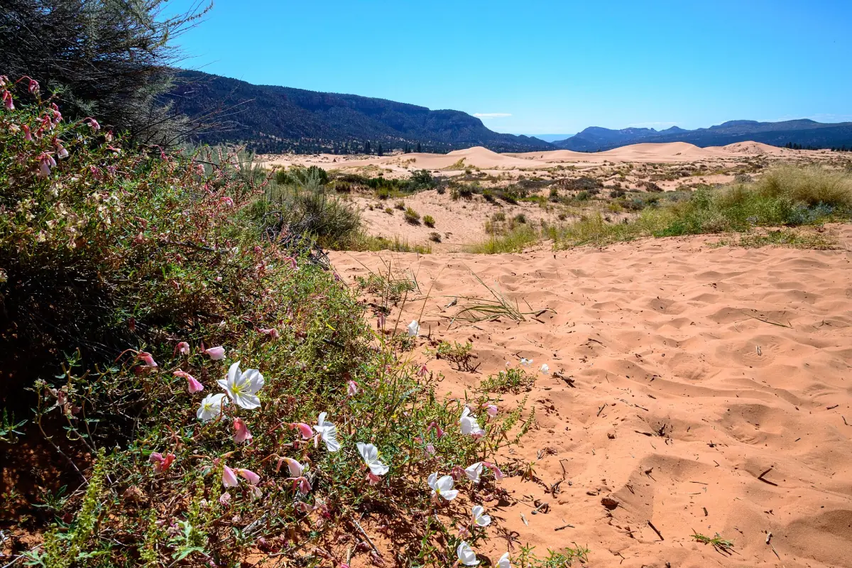 Wildflowers at the edge of the Coral Pink Sand Dunes
