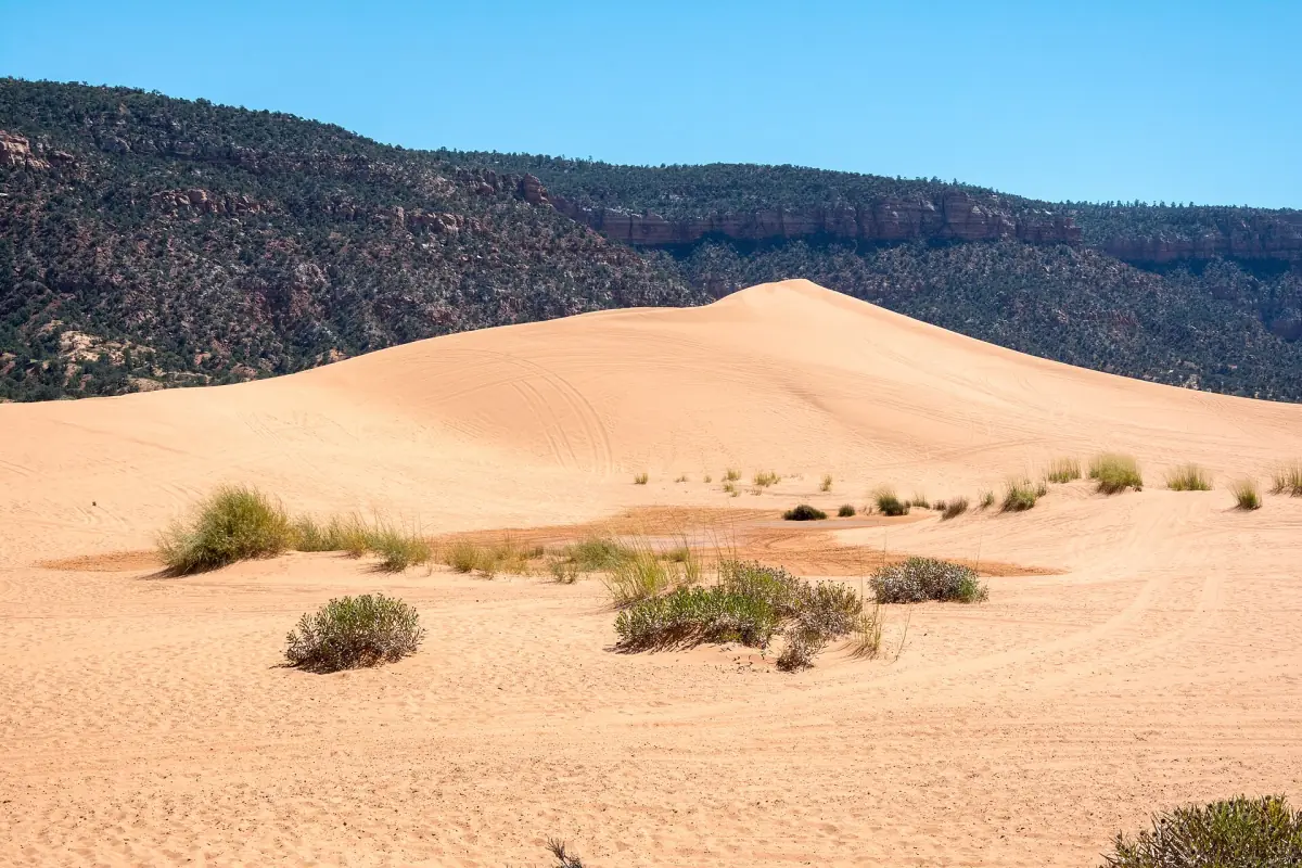 A dune ridge at Coral Pink Sand Dunes State Park