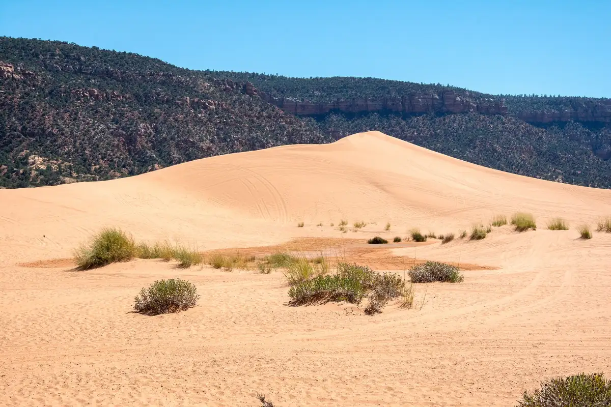 A dune ridge at Coral Pink Sand Dunes State Park