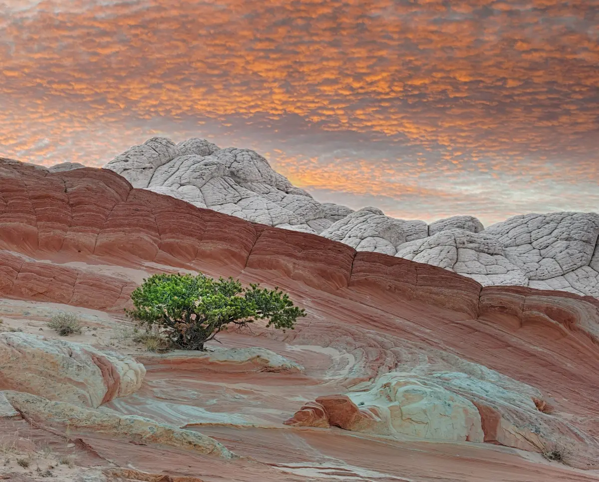 A lone tree on the banded rock of White Pocket